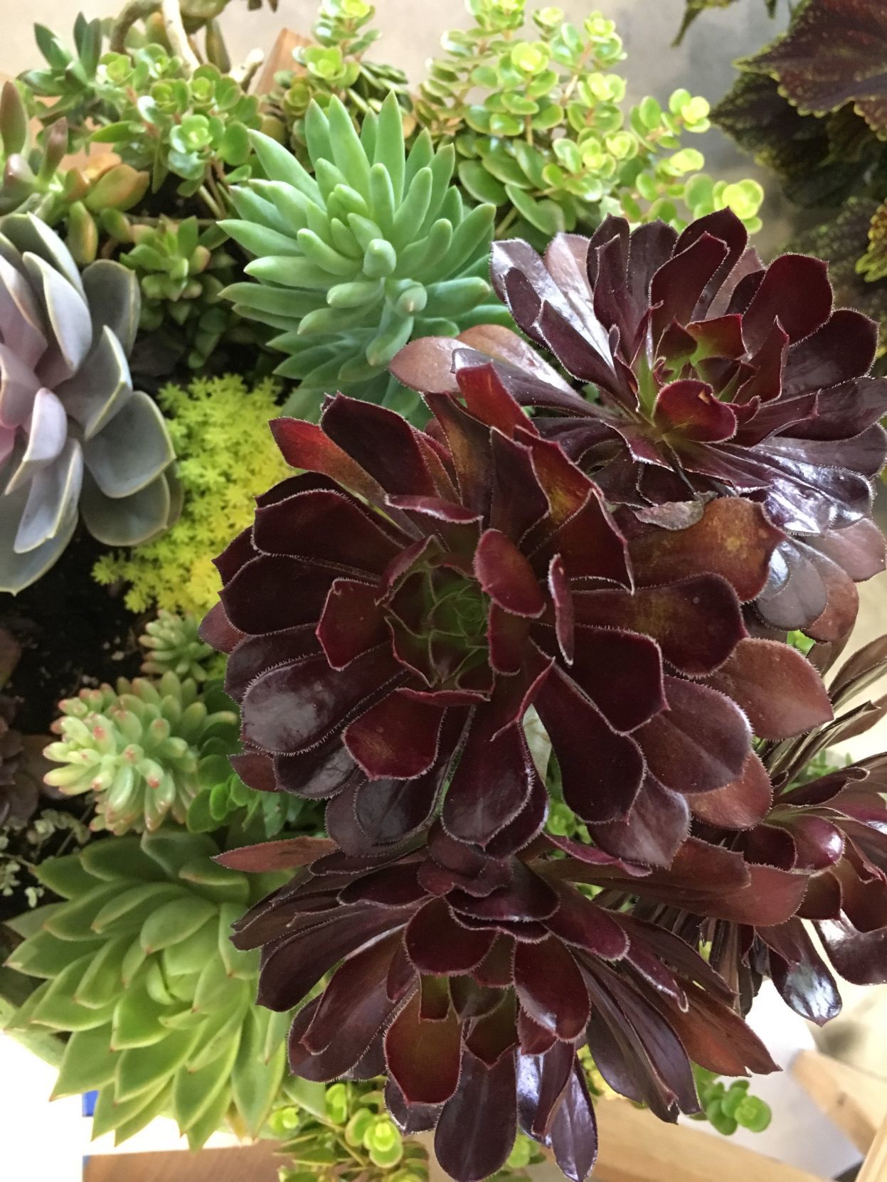 dark succulent